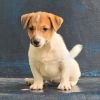 DogsIndia.com Jack Russell Terrier Crossfields