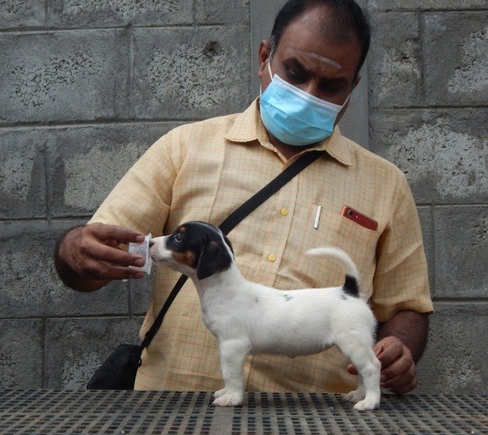 DogsIndia.com - Jack Russell Terrier - Crossfield - Easwaramoothy