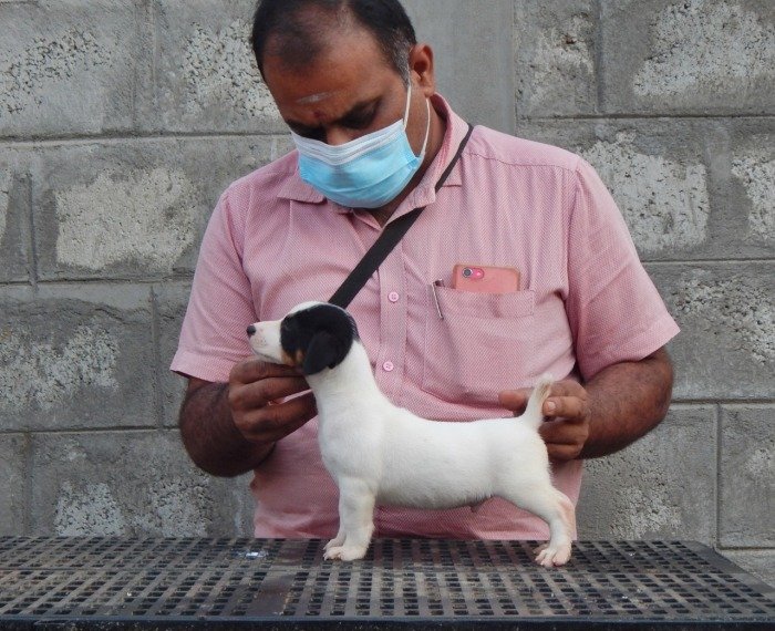 DogsIndia.com - Jack Russell Terrier - Crossfield - Easwaramoothy