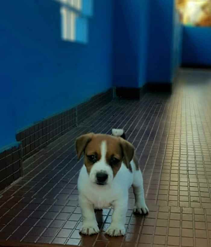 DogsIndia.com - Jack Russell Terrier - Crossfield - Easwaramoothy