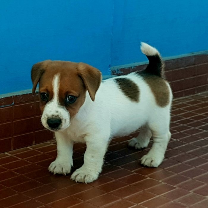 DogsIndia.com - Jack Russell Terrier - Crossfield - Easwaramoothy