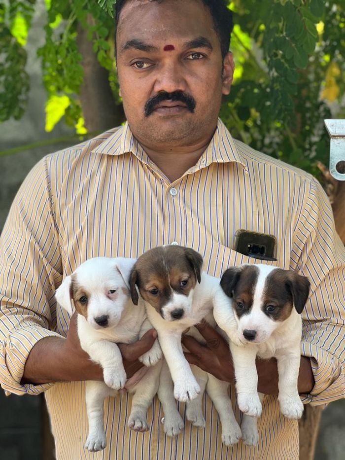 DogsIndia.com - Jack Russell Terrier - Crossfield - Easwaramoothy