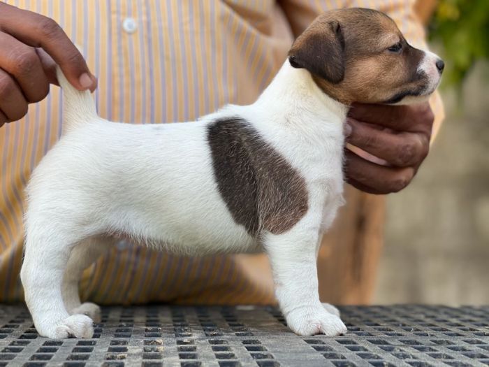 DogsIndia.com - Jack Russell Terrier - Crossfield - Easwaramoothy
