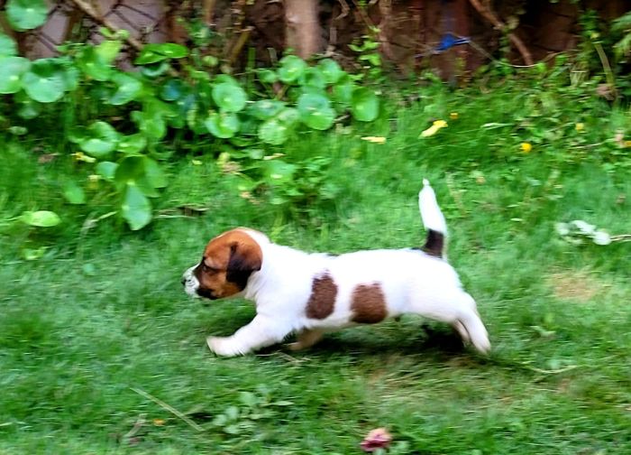 DogsIndia.com - Jack Russell Terrier - Crossfield - Easwaramoothy