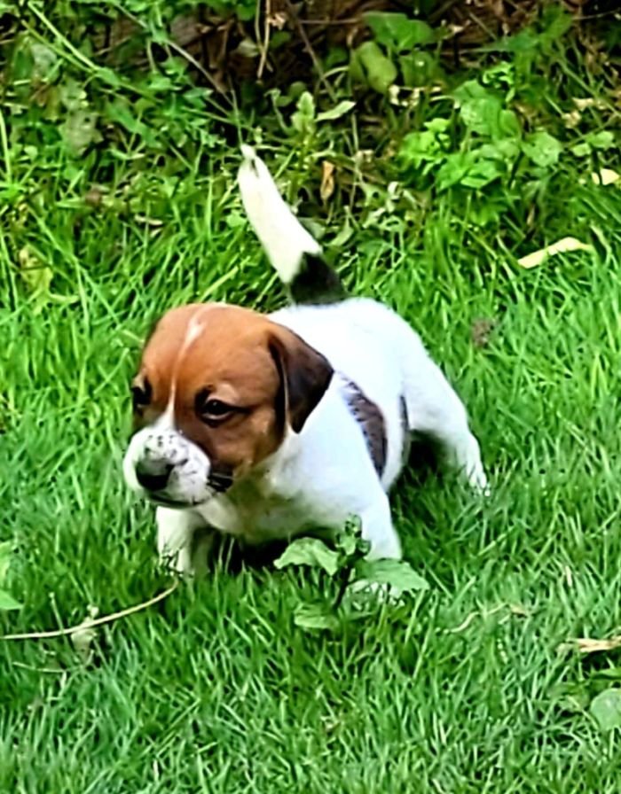 DogsIndia.com - Jack Russell Terrier - Crossfield - Easwaramoothy