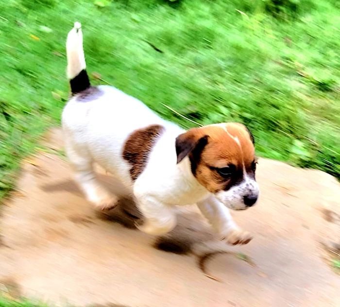 DogsIndia.com - Jack Russell Terrier - Crossfield - Easwaramoothy