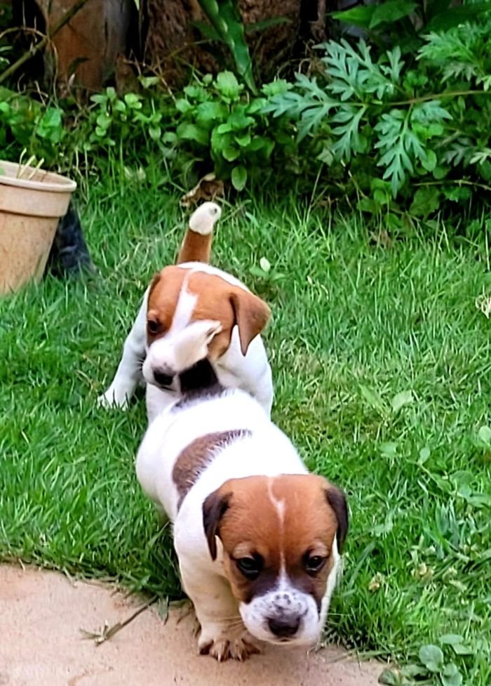DogsIndia.com - Jack Russell Terrier - Crossfield - Easwaramoothy