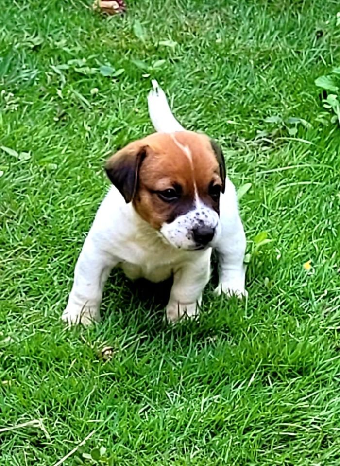 DogsIndia.com - Jack Russell Terrier - Crossfield - Easwaramoothy