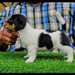 DogsIndia.com - Jack Russell Terrier - Crossfield's
