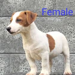 DogsIndia.com - Jack Russell Terrier - Crossfield's