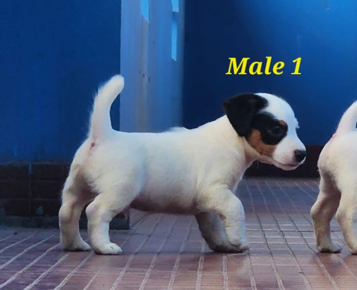 DogsIndia.com  Jack Russell Terrier  Crossfield's