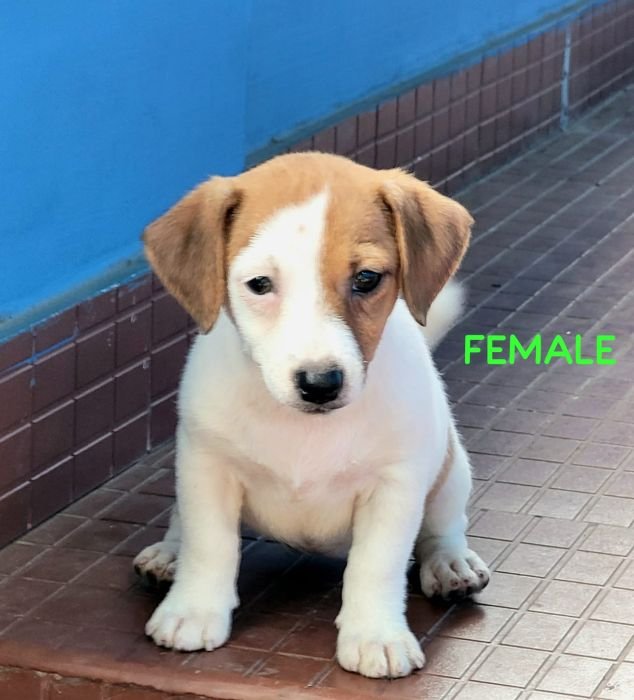 DogsIndia.com  Jack Russell Terrier  Crossfield's