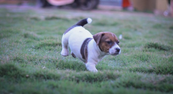 DogsIndia.com - Jack Russell Terrier - Dr. Narendra