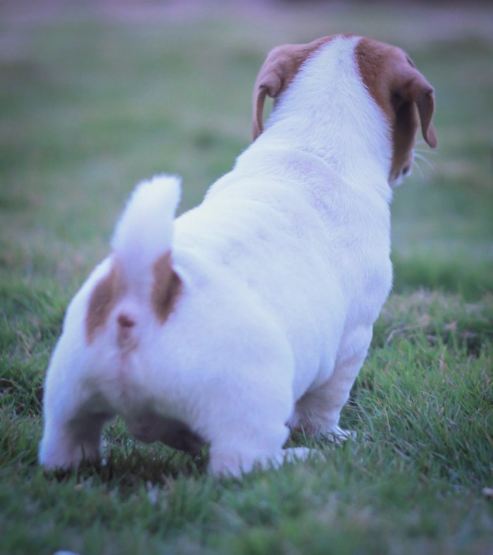 DogsIndia.com - Jack Russell Terrier - Dr. Narendra