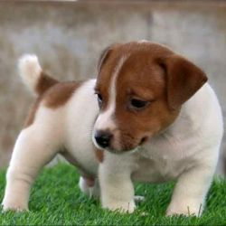 DogsIndia.com - Jack Russell Terrier - Drippins - Girish