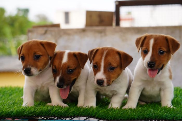 DogsIndia.com - Jack Russell Terrier - Drippins - Girish