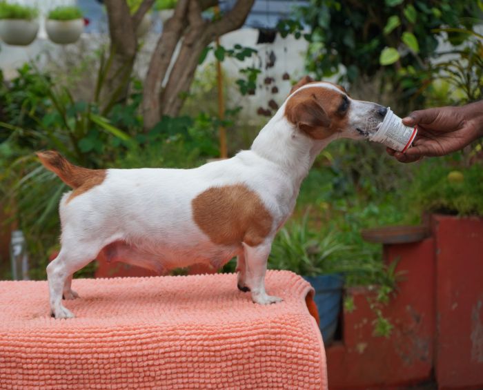 DogsIndia.com - Jack Russell Terrier - Gopikannan