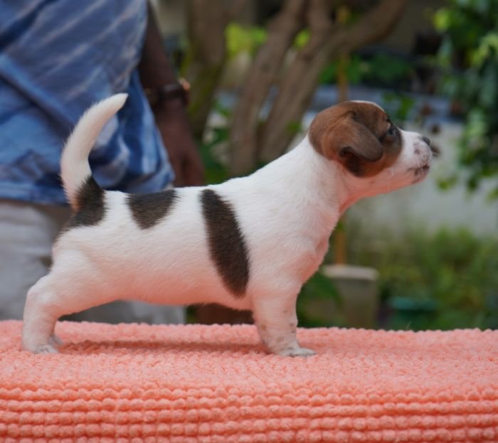 DogsIndia.com - Jack Russell Terrier - Gopikannan