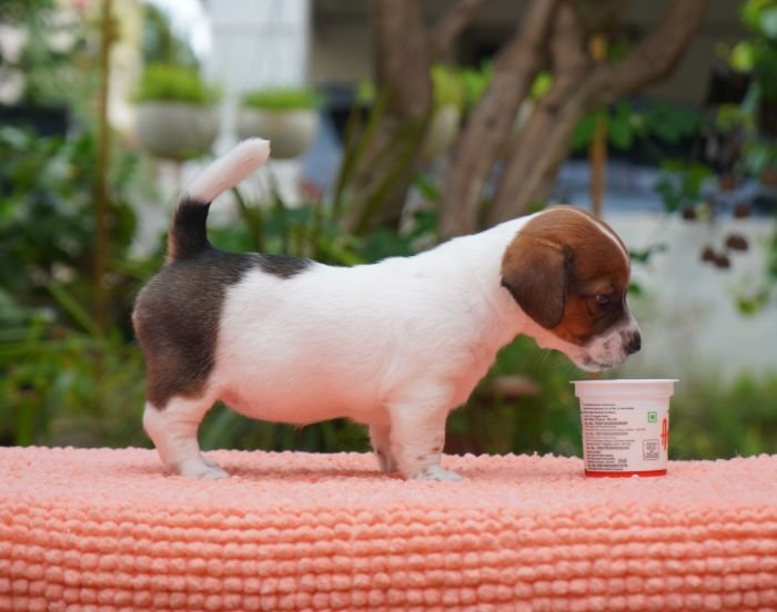 DogsIndia.com - Jack Russell Terrier - Gopikannan