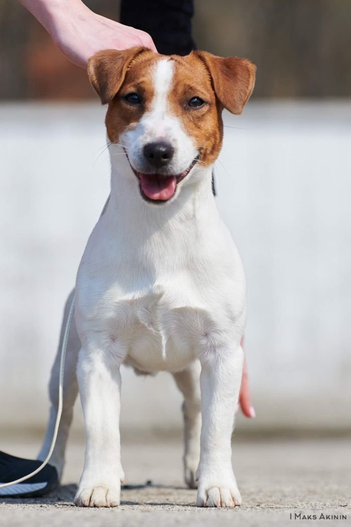 DogsIndia.com - Jack Russell Terrier - Gopikannan