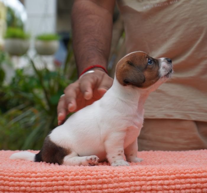 DogsIndia.com - Jack Russell Terrier - Gopikannan