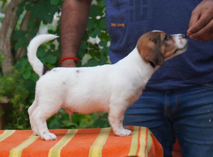 DogsIndia.com - Jack Russell Terrier - Gopikannan