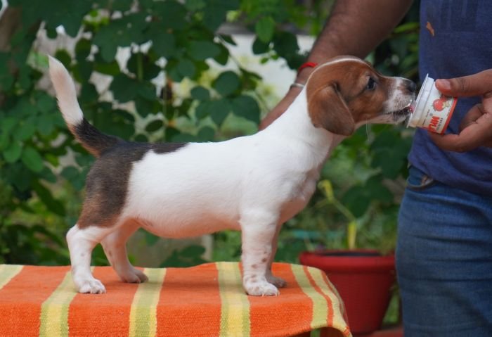 DogsIndia.com - Jack Russell Terrier - Gopikannan