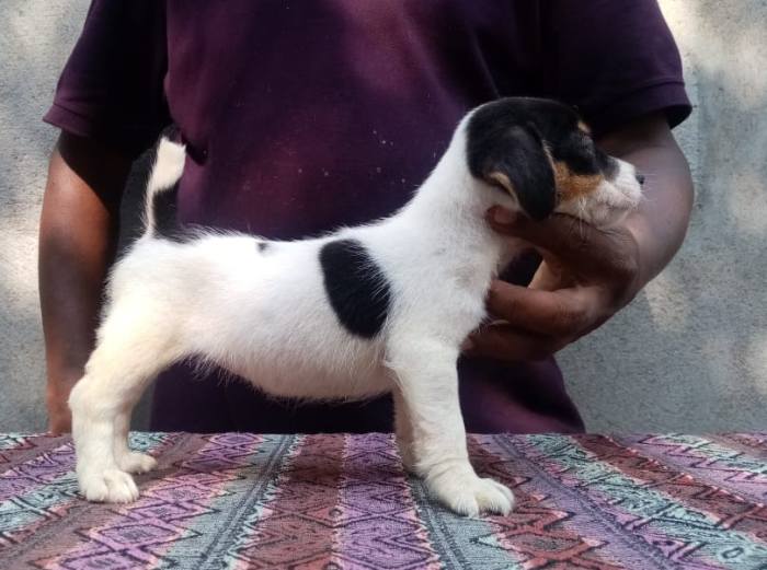 DogsIndia.com - Jack Russell Terrier - Jayaprakash - Pranav's Kennel