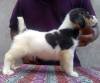 DogsIndia.com - Jack Russell Terrier - Jayaprakash - Pranav's Kennel