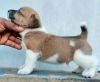 DogsIndia.com - Jack Russell Terrier - Pranav Kennels - Jaya Prakash