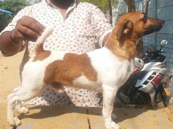 DogsIndia.com - Jack Russell Terrier - Pranav Kennels - Jaya Prakash