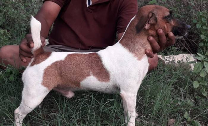 DogsIndia.com - Jack Russell Terrier - Pranav Kennels - Jaya Prakash