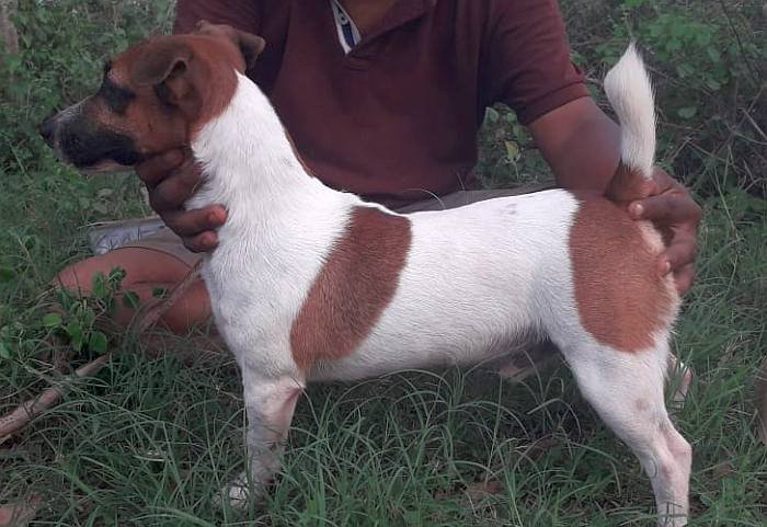 DogsIndia.com - Jack Russell Terrier - Pranav Kennels - Jaya Prakash