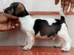 DogsIndia.com - Jack Russell Terrier - Pranav Kennels - Jaya Prakash