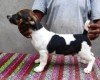 DogsIndia.com - Jack Russell Terrier - Pranav Kennels - Jaya Prakash