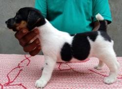 DogsIndia.com - Jack Russell Terrier - Pranav Kennels - Jaya Prakash