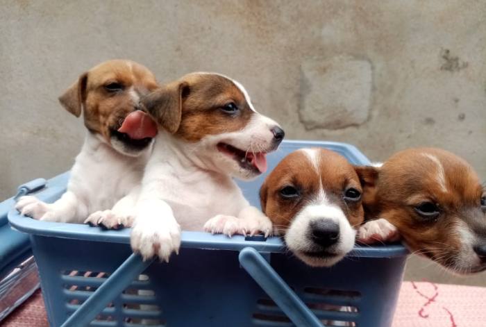 DogsIndia.com - Jack Russell Terrier - Pranav Kennels - Jaya Prakash