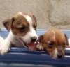 DogsIndia.com - Jack Russell Terrier - Pranav Kennels - Jaya Prakash