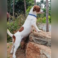 DogsIndia.com - Jack Russell Terrier - Karthick (Salem)