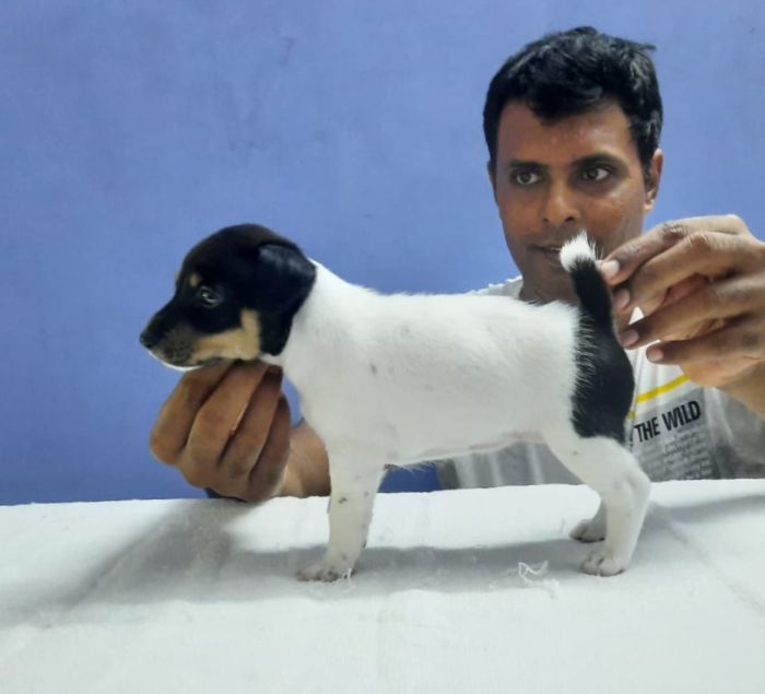 DogsIndia.com - Jack Russell Terrier - Matchpoint