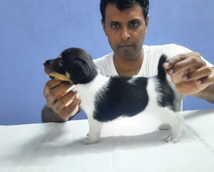 DogsIndia.com - Jack Russell Terrier - Matchpoint