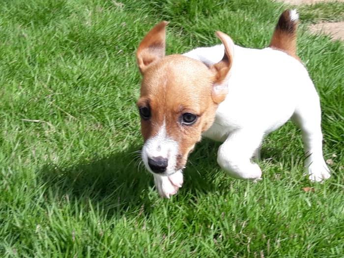 DogsIndia.com - Jack Russell Terrier - Dr. Narendra