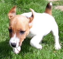 DogsIndia.com - Jack Russell Terrier - Dr. Narendra