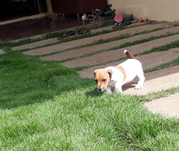 DogsIndia.com - Jack Russell Terrier - Dr. Narendra
