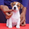 DogsIndia.com - Jack Russell Terrier - Nishmaar, Nishanth