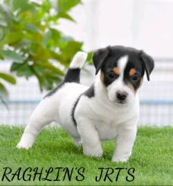 Jack Russel Terrier (JRT) - Raghlin's JRTs - R.Vijayaraghavan
