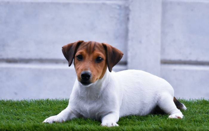 Jack Russel Terrier (JRT) - Raghlin's JRTs - R.Vijayaraghavan