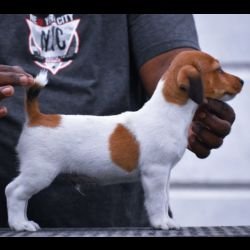 Jack Russel Terrier (JRT) - Raghlin's JRTs - R.Vijayaraghavan
