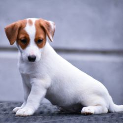 DogsIndia.com - Jack Russel Terrier - Raghlin
