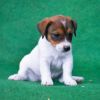 DogsIndia.com  Jack Russel Terrier  Raghlin